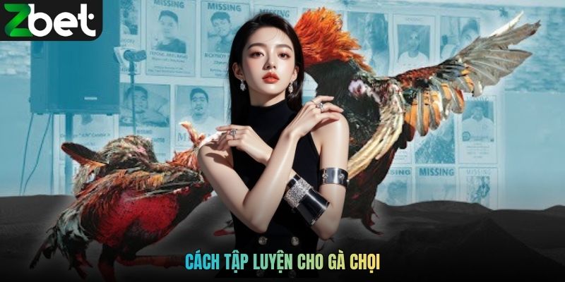 Cách Tập Luyện Cho Gà Chọi Tạo Nên Chiến Kê Bền Bỉ